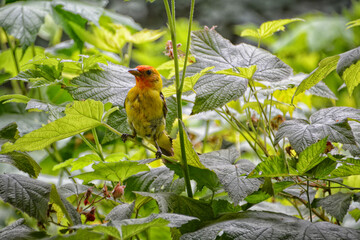 Male Western Tanager (Piranga ludoviciana) perched in a thimbleberry bush (Rubus parviflorus) 