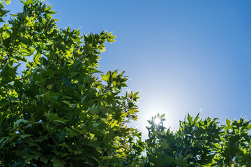 Summer sunbeam through green foliage with blue sky.