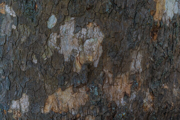 Forest, tree trunk seen up close. Bark of the trunk of a plane tree.