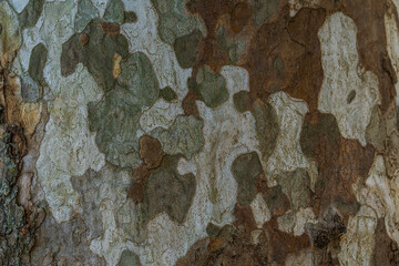 Forest, tree trunk seen up close. Bark of the trunk of a plane tree.
