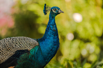Close up side pose of a colorful male peacock with soft green background