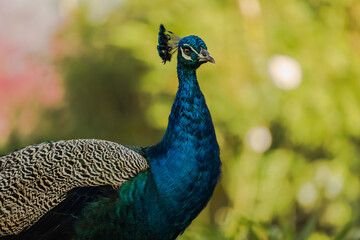 Obraz premium close up shot of colorful male peacock looking at camera