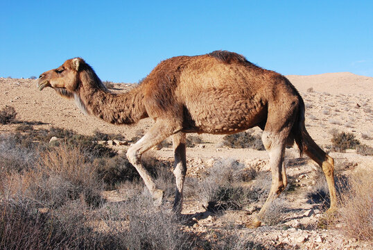 Camels in the Negev desert in Israel, Machtesh Ramon, Mitzpe Ramon