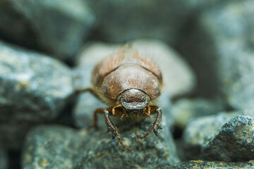 Escarabajo cafe. Piedras. Jardin. Macro.