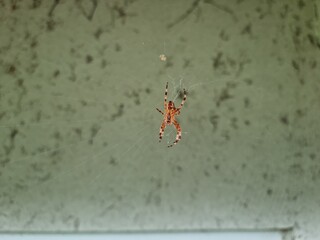 spider on the web