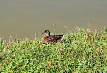 duck in the wild