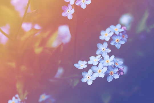 Forget me not flowers on meadow in summer time
