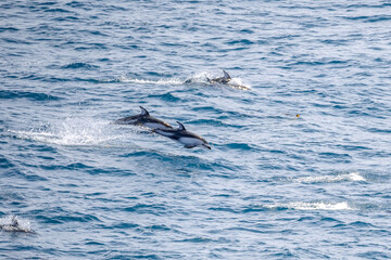 Fototapeta premium Pacific White-Sided Dolphins jumping in the waves of the Northern Pacific