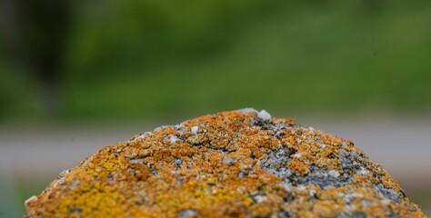 macro close up  moss of a stone