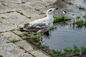Möwe