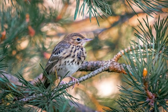 Beautiful portrait of a forest variegated bird among pine branches, close-up. Anthus trivialis. Bird watching, wild life