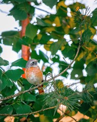 Beautiful portrait of a bird with a red breast and a gray head against the background of green leaves of a tree, close-up. Phoenicurus phoenicurus. Bird watching, wild life