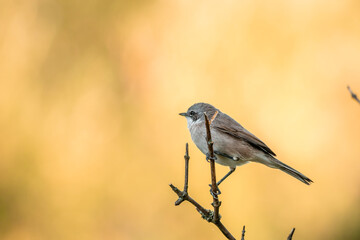 Sylvia borin bird portrait on a tree branch on an empty yellow background, close-up. Bird watching, wild life