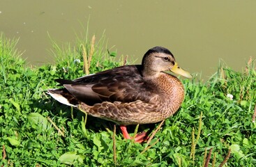 duck on the shore