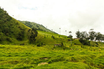 Cocora Valley, which is nestled between the mountains of the Cordillera Central in Colombia. - 450564492