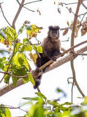 monkey in the tree