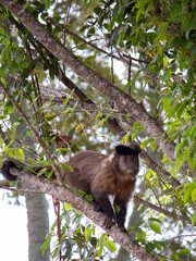 monkey in the tree