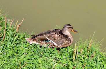 duck on the grass
