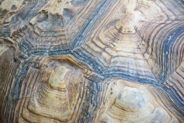 Turtle shell pattern from close up
