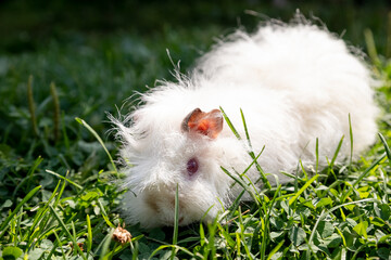 White long hair guinea pig in green grass. Fresh greens in pet nutrition. pet is walking on the green summer Meadow.Guinea pig eating grass outside.Copy space