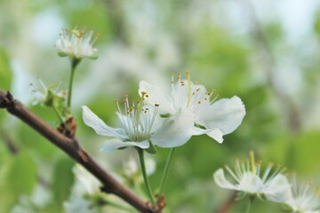 Plum blossom