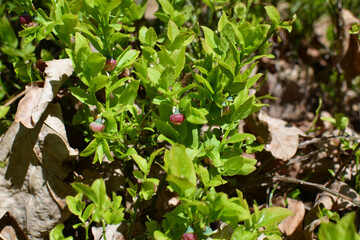 Blueberries or whortleberry wild shrubs in natural environment growing in forest litter in blooming time.