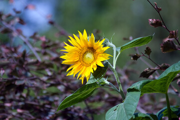 Duży ozdobny kwiat słonecznika w pięknych mocnych promieniach żółtego słońca 
