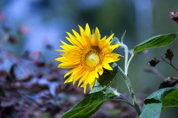Duży ozdobny kwiat słonecznika w pięknych mocnych promieniach żółtego słońca 
