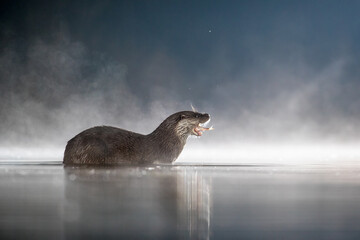 Wild Eurasian River Otter (Lutra lutra) eating a freshly caught fish at night in shallow water, backlit mist, Lincolnshire, England