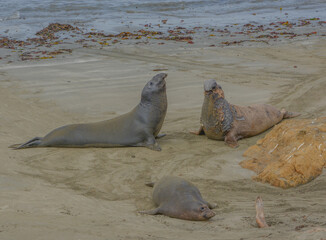 Elephant and Harbor Seals on a beach of the Pacific Ocean in San Luis Obispo County, California 