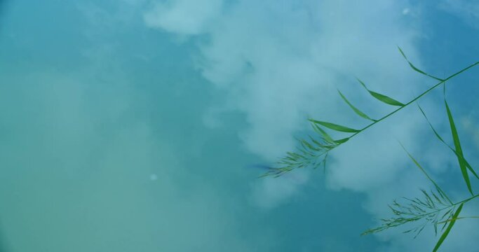 reflection of the sky and a grass stalk in the water. clear water and fish swimming. sedge and clouds are reflected in the lake, a fish crosses the frame. drop of water touches the water surface and