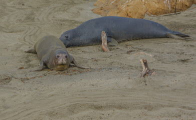 Elephant and Harbor Seals on a beach of the Pacific Ocean in San Luis Obispo County, California 
