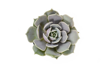 Top view of Echeveria succulent plant isolated on white background