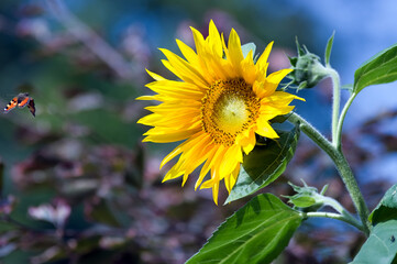 Duży ozdobny kwiat słonecznika w pięknych mocnych promieniach żółtego słońca	

