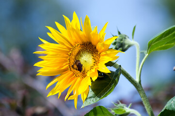 Duży ozdobny kwiat słonecznika  z motylem w pięknych mocnych promieniach żółtego słońca 
