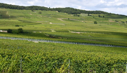 alsace...les routes du vin