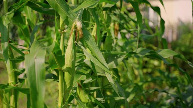 Ripe corn hanging on tree branches outdoors. Good harvest in the garden in sunny day. Farming at nature. Сorn background 4K
