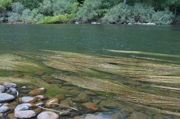 Submerged aquatic plant, on the banks of the Rio Sil.