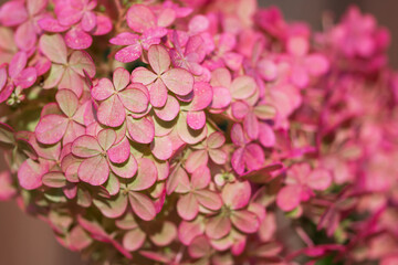 Background of pink hydrangea flowering close up, vivid plant with  blossoms  in autumn time , close up nature details 
