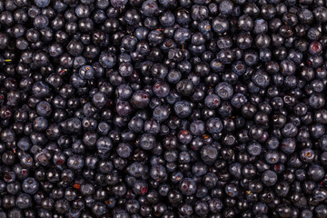 Surface covered with a layer of wild forest blueberry, close up