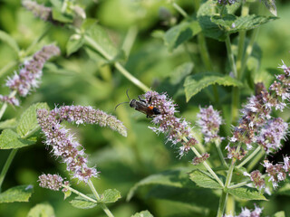 Prionyx lividocinctus - Guêpe noire ou guêpe tigre au corps allongé, abdomen noir et rouge orangé relié au thorax par un pétiole