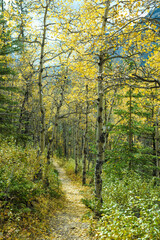 autumn in the forest below mountains of Alberta Canada 
