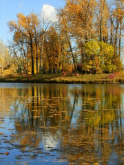 Fototapeta premium deep colors on autumn trees reflected in park pond water