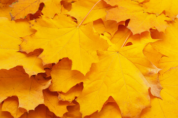 Fototapeta na wymiar Pile of yellow leaves.