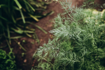 dill leaves on brown blurred background