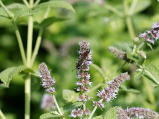 Guêpe noire ou guêpe tigre (Prionyx lividocinctus) Vue en plan sur une fleur de menthe
