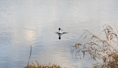 Black headed gull