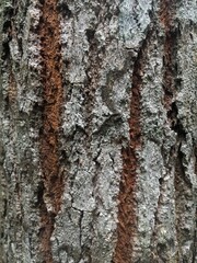 tree texture