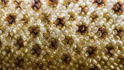Close up of the fish skin pattern belonging to a brown trout, Salmo trutta,  with its reflective...