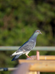 rock pigeon photographed watching 